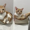 밝은동물병원 이미지