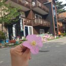 꽃잎펜션 이미지