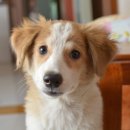 강아지본부 이미지