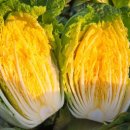 괴산-3 | 괴산 고랭지 절임배추 추천,괴산 배추로 김장해본 실제 후기