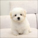 유어펫 라운지 강아지분양 이미지