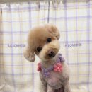 탱스땡스 이미지