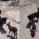 강아지랑나랑 이미지