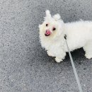 오늘DOG예쁨 이미지