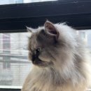 동물보육원 이미지