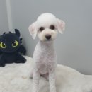 벨라 펫샵 이미지