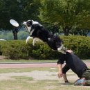 디스크 독 연구소 이미지