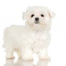 오류동물병원 이미지