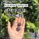 푸른마트 | 평택 푸른삶 블루베리 신선함이 달랐던 내돈내산 후기
