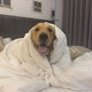 누나펜션 | 제주 애견동반 펜션 | 다와풀빌라애견펜션 후기🐕 반려견동반숙소 추천