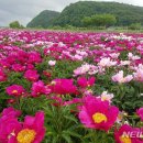 작약 이미지