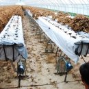 이창선 농장 이미지