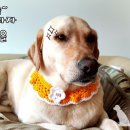 미미네강아지 이미지