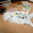 고양이집사 이미지