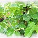 미수농장 이미지