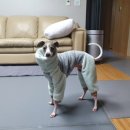 홍바비앙