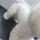 이브애견샵