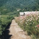 오리초등학교 이미지