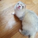 해피패럿