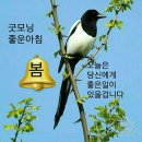 자몽꽃향기