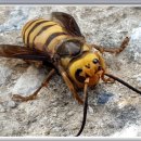 여왕벌민박 이미지