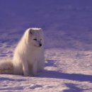 클라우드독 이미지