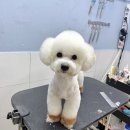 수정애견미용실 이미지