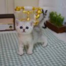 대구고양이분양 나비캣 이미지