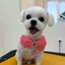 제일 그루밍샵 이미지