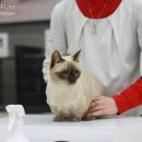 실버캐슬 캐터리 이미지