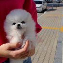 딜라잇독 앤 캣 강아지고양이 분양 시흥 | 이태원강아지분양 어디서 할까 고민하다 찾은 이곳 정말 최고였어요