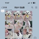 뽀송이 멍살롱 이미지