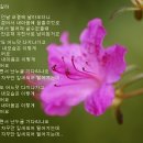 나무와새 Daum카페