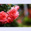 곡성-095 티스토리