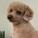 그레이스 그루밍 이미지