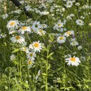 백석공원 화장실 이미지