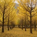 은행나무 이미지