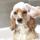 우리펫살롱 이미지