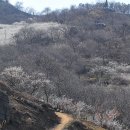 청매실농원 이미지