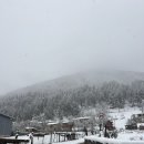 그린타이어 | 조지아🇬🇪 | 렌트카 타이어 펑크 | 츠할투보•겔라티•보르조미 | Day134•135