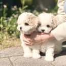 우리집복덩이