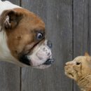 이츠펫 온양점 이미지