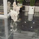 겨우리애견 이미지