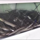 장어일번지 이미지