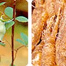 더덕이네 이미지