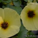 명심보감 이미지