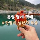 통영유통 | 5월 제철 해산물 통영 멍게 택배 후기 손질 깐멍게