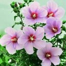 창원여자중학교 네이버블로그