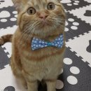 보람그루밍 이미지