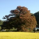 영풍 태장리 느티나무 이미지